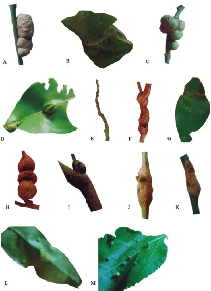 Figure  4. Insect galls of the Area of Relevant Ecological Interest Floresta da Cicuta (Volta Redonda, RJ, Brazil)