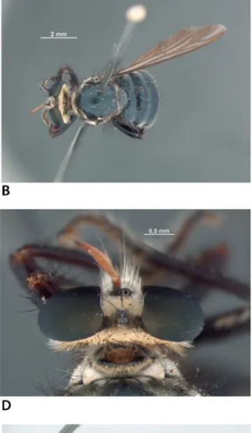 Figure 2. Cyphomyiactia costai Holotype female. (A) Habitus, lateral view; (B) Habitus, dorsal view; (C) Head, lateral view; (D) Head, dorsal view; (E) Abdomen, lateral  view; (F) Wing.