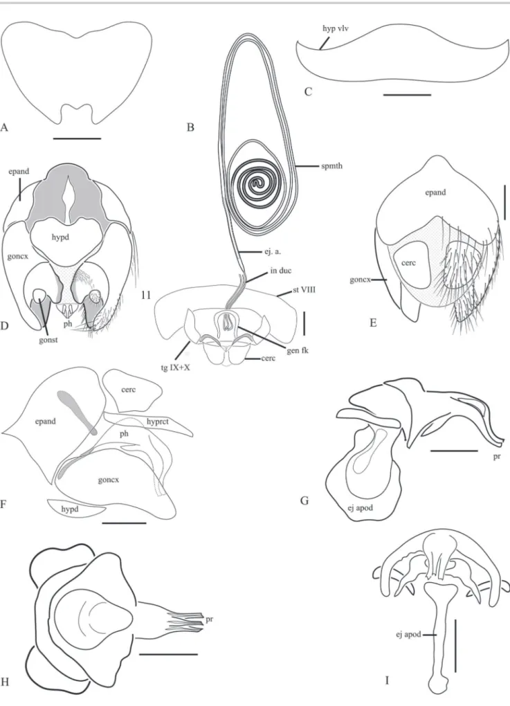 Figure 3.  Cyphomyiactia costai. Addtional specimen. (A) Female, sternite VII; (B) Female genitalia; (C) Female, sternite VIII; (D) Male terminalia, ventral view; 