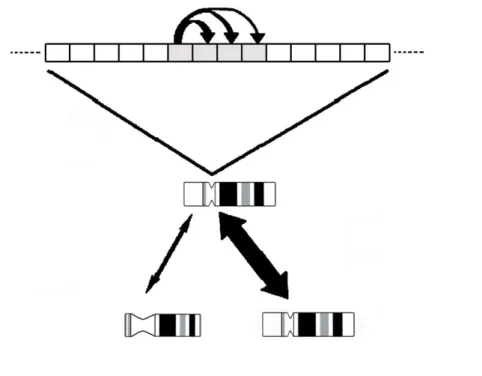 Figure  2-  Concerted  evolution.  Homogenization  of  a  “mutated”  satellite  monomer  within  an  array
