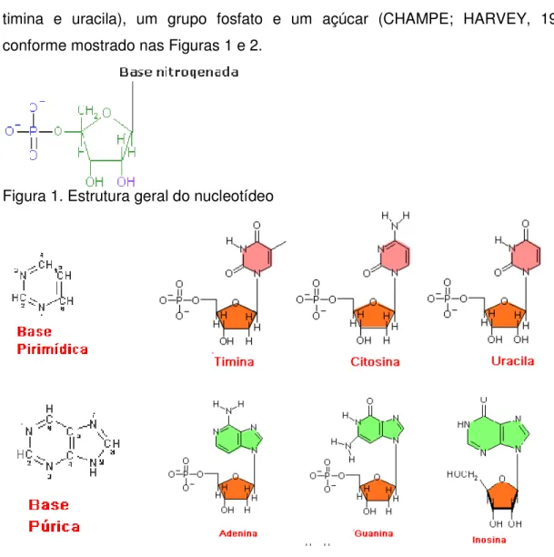 Figura 1. Estrutura geral do nucleotídeo 