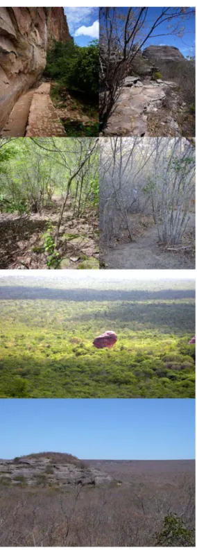 Fig. 11  Contraste entre caatinga seca e verde no Parque Nacional Serra da Capivara. Fonte: 