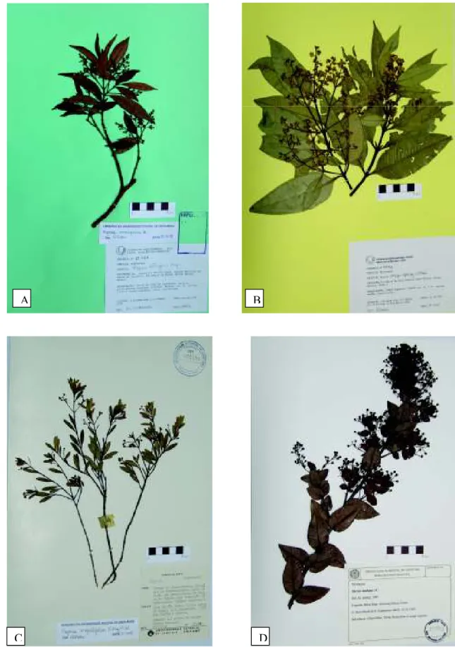 Figura 2: a: Myrcia amazonica DC.; b: Myrcia anceps (Spreng.) O. Berg; c: Myrcia angustifolia (O