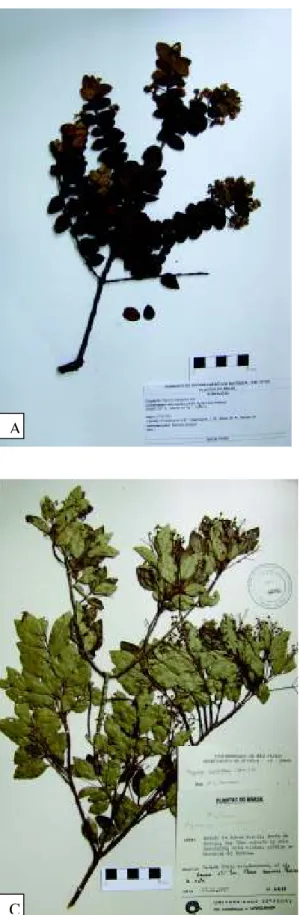Figura 5: a: Myrcia lasiantha DC.; b: Myrcia mischophylla Kiaersk.; c: Myrcia multiflora (Lam.) DC.; d: Myrcia mutabilis (O