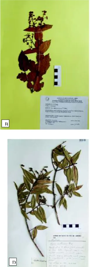 Figura 10: a: Myrcia  torta DC.; b: Myrcia  uberavensis O. Berg; c: Myrcia  variabilis Mart