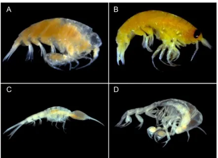 Figure  2.1.8  Specimens  of  hyperiids  collected  in  the  bathyal  Mediterranean  Sea