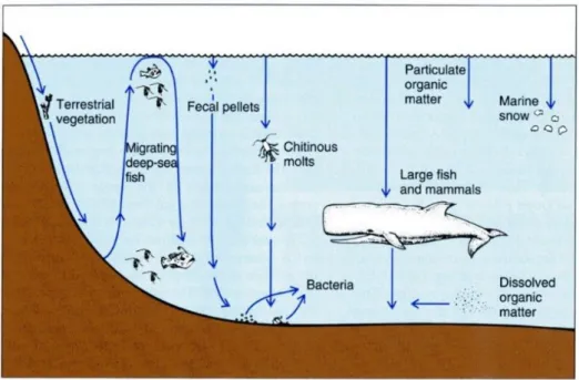 Figure 1.2 Schematic representation of the various food sources for the deep-sea. Modified from  Nybakken and Bertness (2005)