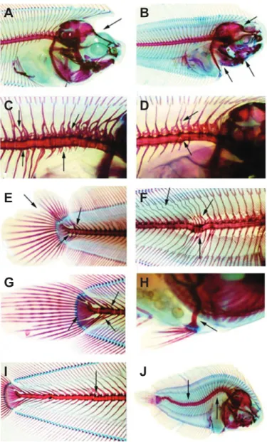 Fig. 3. Skeletal deformities of 30 dph Solea senegalensis larvae under the effects of ocean warming and acidification
