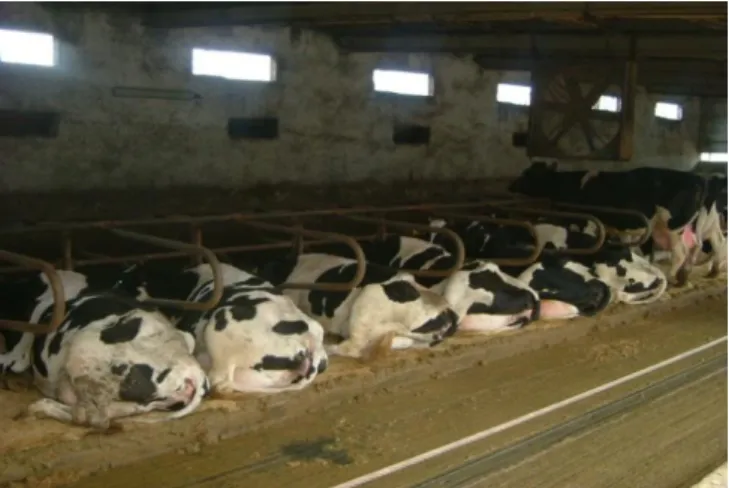 Figura 1: Vacas em repouso  nos  cubículos  no  interior  do  estábulo  (note-se  o  elevado  número de animais deitados)