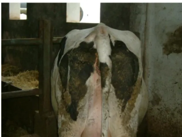 Figura  6:  Vaca  com  distensão  do  hemi-abdómen  esquerdo  e  quadrante  inferior  direito,  devido  a  timpanismo  ruminal  espumoso