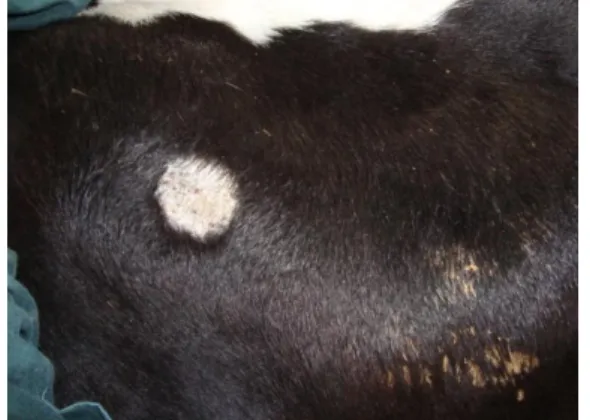Figura  11:  Lesão  de  dermatofitose  em  bovino  jovem  na  região  da  espádua. 