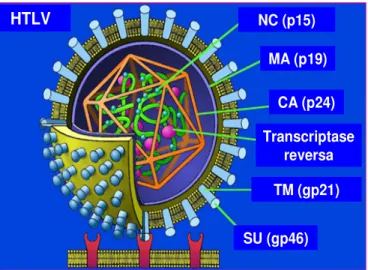 Figura 1 - Esquema da estrutura da particula viral do HTLV (Fonte: Adaptado de    researchnews.osu.edu/.../HTLV1%20cartoon.jpg.jpg)