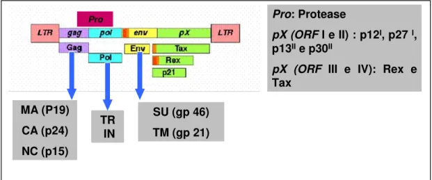 Figura 2 - Representação esquemática da estrutura genômica do HTLV (Fonte: Adaptado  de evunix.uevora.pt/.../HTLV_files/image006.gif) 