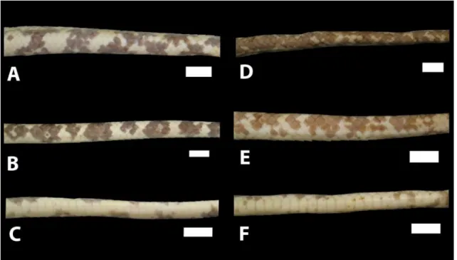 Tabela  2  -  Distribuição  dos  morfotipos  de  Corallus  hortulanus  presentes  nos  interflúvios da Calha Sul do Rio Amazonas, Brasil