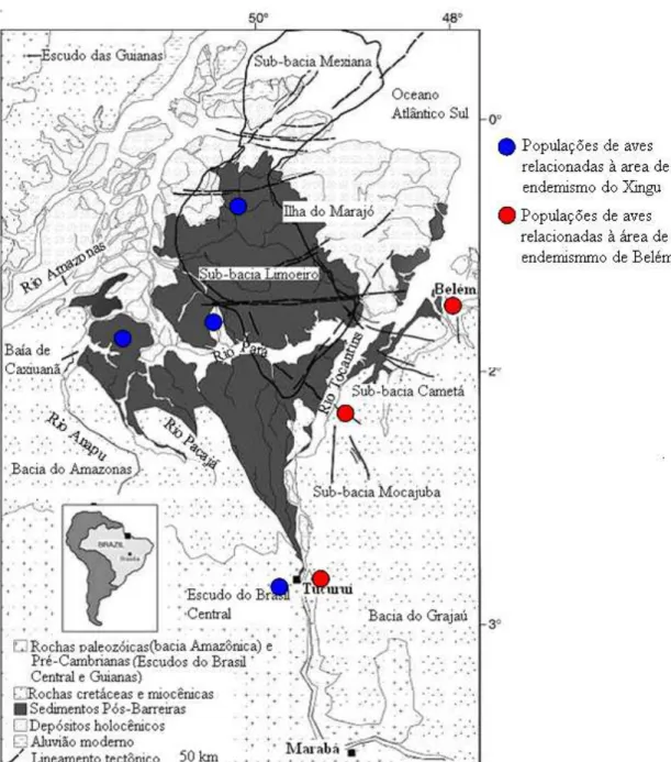 Figura 5. Mapa geológico da área de estudo mostrando o relacionamento hipotético das  populações de aves de terra firme da ilha do Marajó com o continente