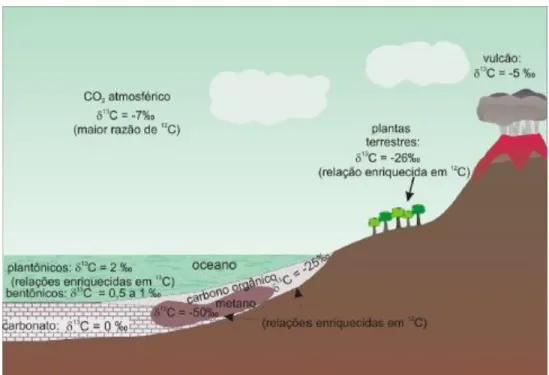Figura 1- Comportamento isotópico do carbono no ecossistema. 