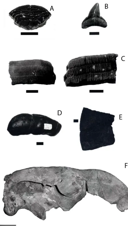 Figura 4- Exemplos de vertebrados da Formação Pirabas. A) Diodon ferreirai (peixe ósseo)