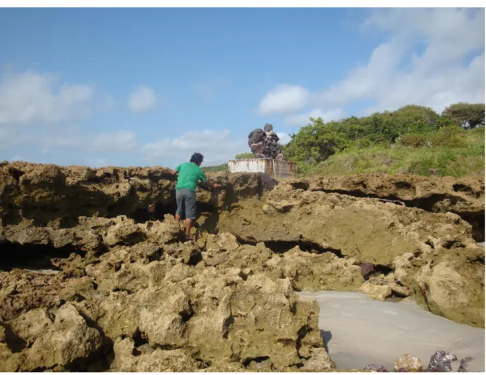 Figura 6- Afloramento da Formação Pirabas na localidade Ponta do Castelo (Ilha de Fortaleza/São João de  Pirabas)