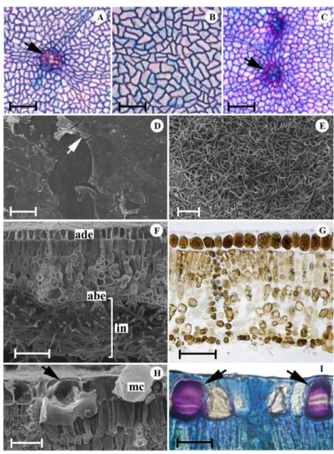 Figure 1. Epidermis of the leaf blade of T. grandiflorum (A, E, G), T. speciosum (B, D, H, I) and T