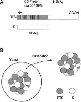 Figure 3 - Schematic representa- representa-tion of RTS,S particles. A, RTS and S proteins;  B, RTS, S  par-ticles