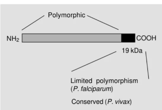 Figure 4 - Schematic representa- representa-tion of merozoite surface  pro-tein 1 of Plasmodium sp.Polymorphic NH 2 COOH 19 kDa Limited polymorphism (P