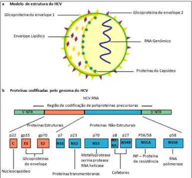 Figura 2 Vírus da hepatite C (HCV): modelo estrutural e organização genômica. 