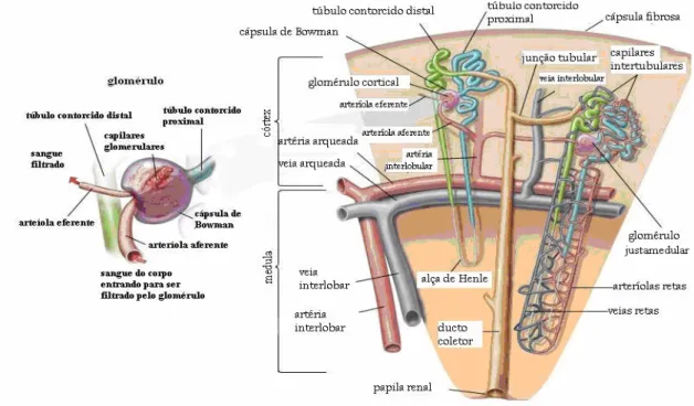 Figura 3 – Glomérulo. Adaptado de Britannica Encyclopaedia Online, 2007. 