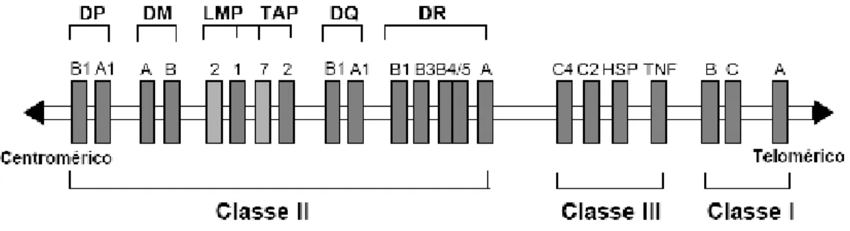 Figura 89 Estrutura do MHC no braço curto do cromossomo 6. (DONADI, 2000). 