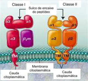 Figura 99 Estrutura das moléculas HLA classe I e II. Adaptada de Klein e Sato, 2000. 