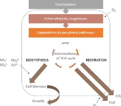 Figure 1.13. Main principle of aerobic degradation of hydrocarbons by microorganisms. 