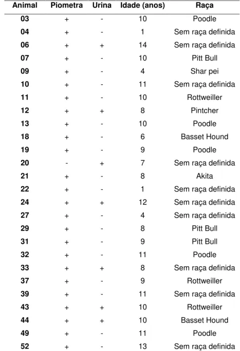 Tabela 6: Caracterização dos animais com piometra 1  que apresentaram positividade para E