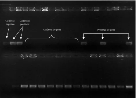 Figura 3 – Resultados positivos/negativos de alguns isolados após electroforese em gel de agarose