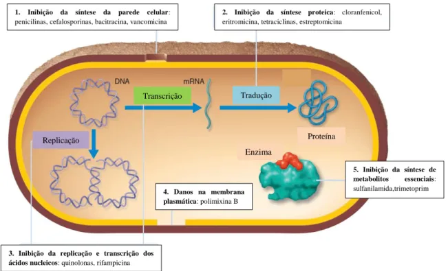 Figura 2.  Mecanismos de ação dos antibióticos. 1- Inibição da síntese da parede celular; 2- Inibição da síntese  proteica;  3-  Inibição  da  replicação  e  transcrição  dos  ácidos  nucleicos;  4-  Danos  na  membrana  plasmática;  5-  Inibição da síntes