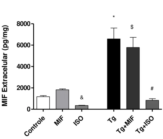Figura  3.  Produção  de  MIF  extracelular  em  células  HTR8/SVneo  infectadas  por  T.gondii (Tg) e/ou tratadas com rhMIF (Tg+MIF) ou ISO-1 (Tg+ISO)