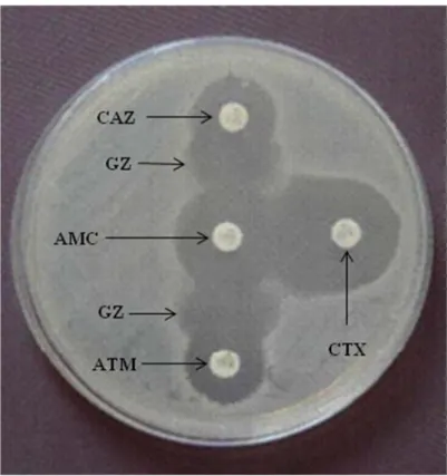 Figura  3:  Fenótipo  positivo  para  a  produção  de  β-lactamases  de  amplo  espectro  (BLAE)  (imagem  do  autor)