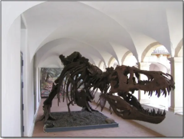 Figura  3.  T-rex  do  CCV  Estremoz.  Cópia  elaborada  através  das  ossadas  presentes no museu de Chicago (espécime 70% completo)