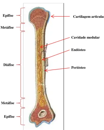 Figura 1.1 - Estrutura dos ossos longos. 