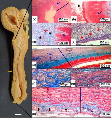Fig. 7. Photograph and photomicrographs of the vagina in Saimiri. Panel a ( 9 40): Bars  indi-cate the three vaginal layers (Black bar:  muco-sal layer; blue bar: muscle layer; red bar: