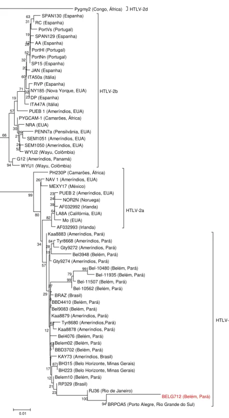 Figura 12- Árvore filogenética não enraizada, mostrando as relações filogenéticas entre as cepas  do  HTLV-2  descritas  no  presente  estudo  (amostra  em  vermelho;  BELG712)  com  aquelas  disponíveis no GenBank