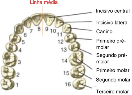 Figura 3 – Organização e nomenclatura dos dentes na cavidade  oral, a partir da linha média