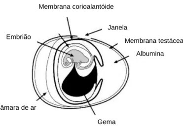 Figura  8  –  Representação  esquemática  da  CAM  no  interior  de  um  ovo  de  galinha  fecundado.