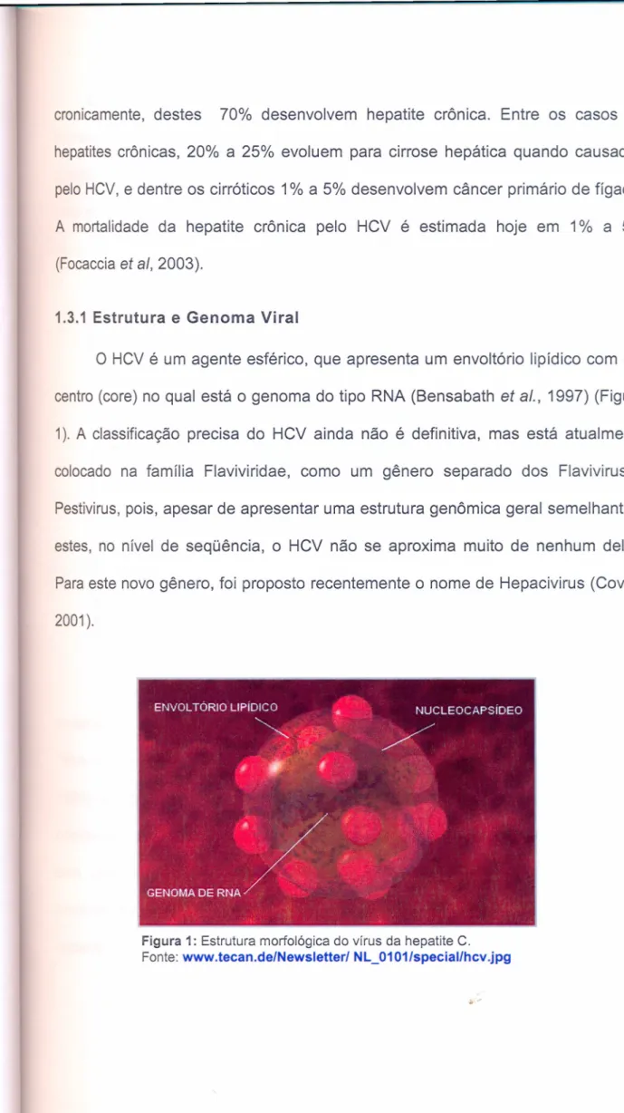 Figu ra 1: Estrutura morfológica do vírus da hepatite C.
