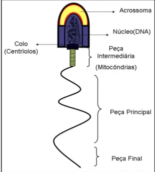 Figura  01:  Estrutura  organizacional  de  um  espermatozóide de bovino. 