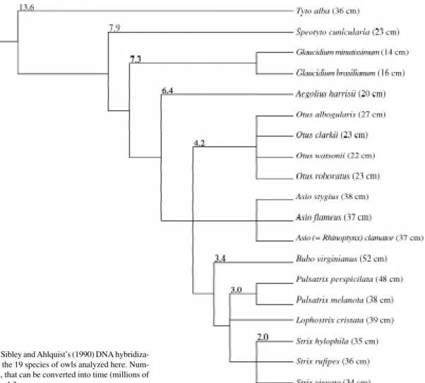 Figure 1 - Phylogeny based on Sibley and Ahlquist’s (1990) DNA hybridiza- hybridiza-tion data and body lengths for the 19 species of owls analyzed here