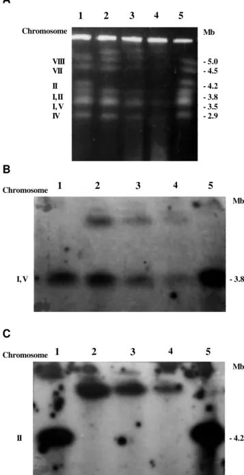 Figure 1 - Separation of Aspergillus nidulans intact chromosomal DNA on a CHEF gel (1A)