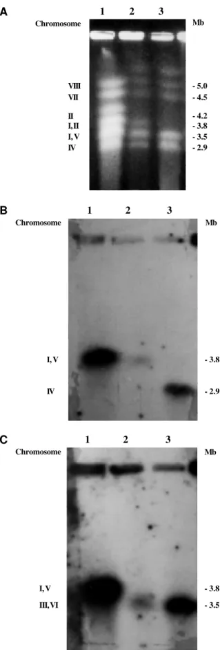 Figure 2 - Separation of Aspergillus nidulans intact chromosomal DNA on a CHEF gel (2A)