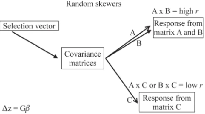 Figure 1 - Illustration of Random Skewers (RS) method for variance/