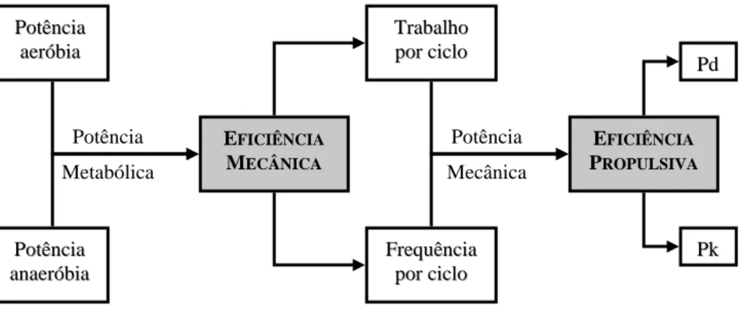 Figura 1. Esquema representativo da transformação da energia metabólica em trabalho útil  (Alves et al., 1994; adaptado de Toussaint, 1992)