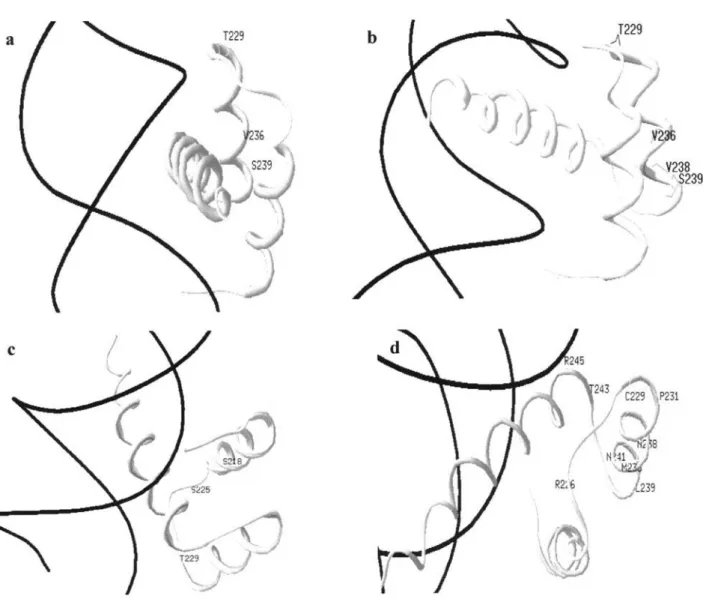Figure 4 - Swiss-PdbViewer (ribbon diagram) representation of the homology-modeled homeodomain-DNA (HD-DNA) complex for (a) Austrolebias cheradophilus, (b) Austrolebias gymnoventris, (c) Austrolebias luteoflammulatus and (d) Austrolebias bellottii