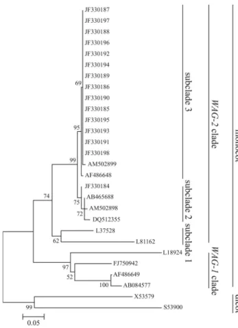 Figure 3 - Neighbor-joining phylogenetic tree of AG group MADS-box genes. Predicted amino acid sequences of the partial coding region were obtained from the NCBI: X53579 (AG) from Arabidopsis, (S53900) PLE from Antirrhinum, (L18924) ZAG1 and L81162 (ZMM2) 